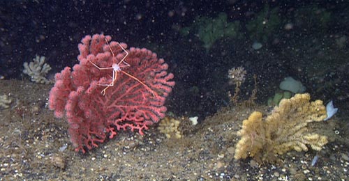 The underwater visibility got much better as we moved upslope onto rocky habitat. These deep-sea corals dotted the steep rock outcrops we encountered.