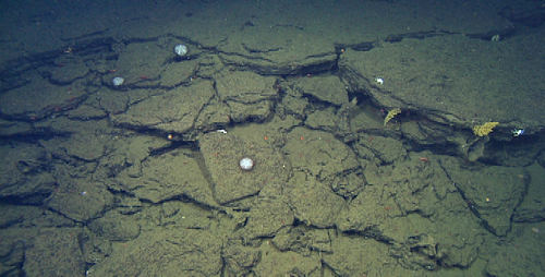 Bedded glassy volcanic sand on top of the seamount. White sea urchins and yellow corals seem to like this area.
