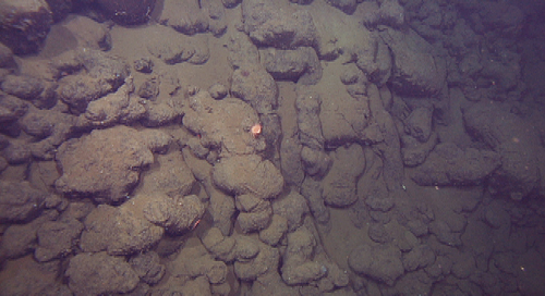 This portion of a fault scarp has been overrun by lava, which dripped down the nearly vertical face of the scarp as elongate pillows (center of the picture). These structures indicate that at the time of eruption, this scarp was already present.