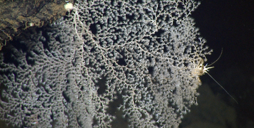 White coral (Chrysogorgia sp.) and a small crustacean (galatheid crab) behind the coral on the right side of the image.