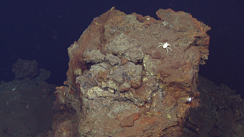 Tall inactive chimney found at the end of our dive with a few organisms living on top, like the white crabs (galatheids).