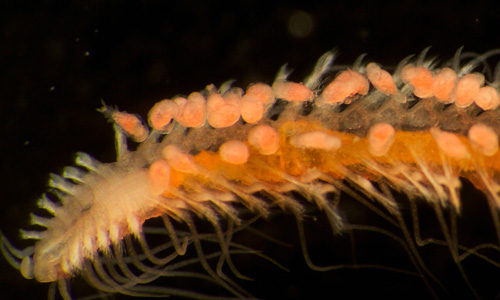 Ventral (under-side) view of a brooding polychaete worm called a syllid, about one centimeter (0.4 inches) long.