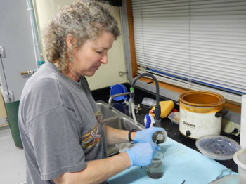 Figure 3. Jenny Paduan removing the wax with rock fragments from the collecting cups and putting the wax in a beaker full of water.