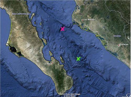 Today we dove at the location marked with a pink X. Tonight we transit to the green X, which is the same location where we dove on Day 6. The scientists saw so many animals of interest that Steve Haddock decided we needed more time diving there.