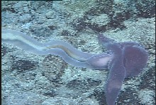 Enteropneust worm off Hawaii. The dome-shaped proboscis and lobed collar are about 2cm in length. Image © MBARI 2001