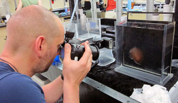Henk-Jan Hoving uses a special tank to photograph a large female Japetella diaphana in the lab on the ship.