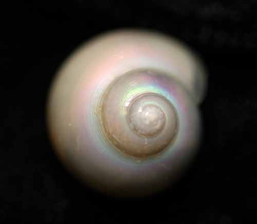 A microscope picture of one of the snails we collected today.
