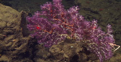 A bright purple sea fan (or gorgonian) which uses stinging tentacles to capture plankton drifting past in the currents. The red dots are lasers which are used to estimate the size of organisms. This colony measured approximately 40 centimeters (16 inches) across. These deep-sea corals are known for creating habitats in the deep as is evident by the numerous crustaceans and brittle stars.