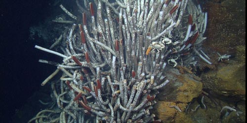 A dense community of organisms grows upon the hydrothermal chimney. These giant tube worms can grow to two meters (six feet) in length and provide food and habitat for a variety of other worms, snails, crabs, and fish.