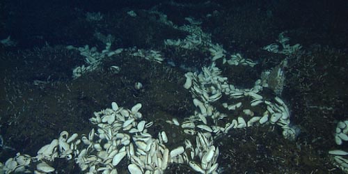 A dense bed of clams was observed in an area of diffuse venting adjacent to a hydrothermal chimney.