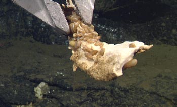 This mammal bone we collected was home to a variety of snails and mussels. These animals are also found on whale bones in Monterey Canyon. Using molecular tools will be used to show the relationship between the two populations.