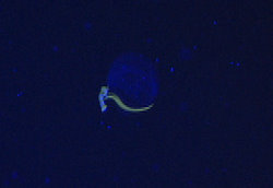 When the ROV shines blue light on this frittilarid larvacean it displays bright fluorescence.