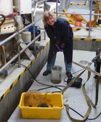 When the remotely operated vehicle (ROV) arrives back on the ship, biologists converge to gather their samples as quickly as possible. Linda Kuhnz in the