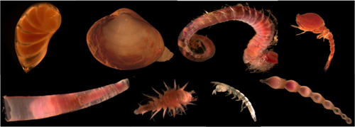 Examples of microscopic animals that live in marine sediments. Hundreds of these animals can live in a small quantity of deep-sea mud.