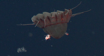 Nausithoe carrying two hyperiid amphipod hitchhikers. Pelagic amphipods are known to lay their eggs on or inside a jelly. They may even eat their medusa host.