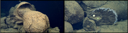 Left: A lava pillow rind cracked open to disgorge more lava. Right: The edge of a broken lava pillow is home to some hydroids.