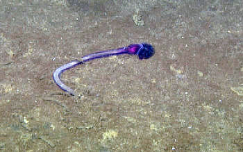 An unknown purple species of acorn worm.