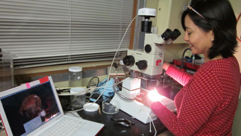 Rebeca Gasca sorts through a dish of very small animals in the trawl catch using a dissecting microscope, looking for calycophorans and amphipods. She sketches pictures of their morphology (body shape and structure) before preserving samples for DNA analysis.