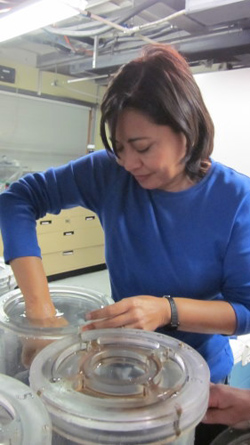 Rebeca Gasca empties out a sample bucket. She is preserving many specimens to take back to El Colegio de la Frontera Sur (ECOSUR) for further observations and analyses, and for their long-term collection.