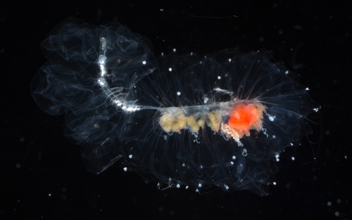 The red part on the siphonophore Resomia dunni is a gastrozooid or stomach. This siphonophore has just one gastrozooid for the entire animal.