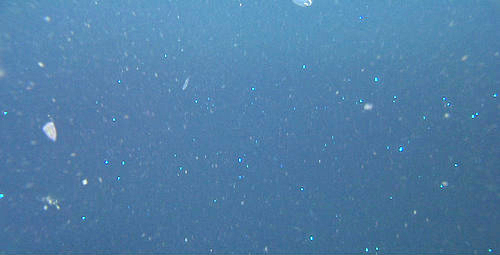ROV frame grab of the sparkling layer of Sapphirina copepods at about 40 meters (130 feet). The triangular animal on the left is a Beroe forskalii.
