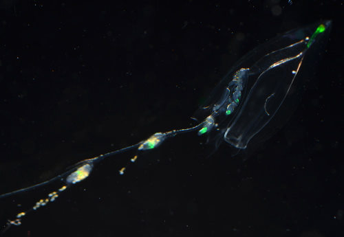 This calycophoran siphonophore was collected on several of our blue-water dives. Steve Haddock and Meghan Powers viewed it in the lab and observed brilliant fluorescence. Photo by Steve Haddock.