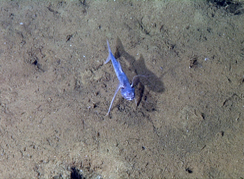 We saw quite a few tripodfish on the dives today, which is a rare treat for us because we don't see them in the Monterey Bay region. They have long extensions of their fin rays that allow them to stand on the seafloor and wait for prey to swim by.