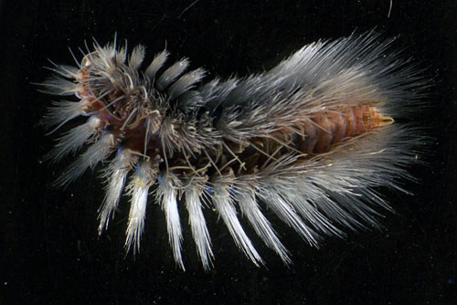 This beautiful, fuzzy polychaete worm called Archinome is commonly found at vent sites world-wide and resembles a fuzzy caterpillar found in the backyard. We collected a number of these worms today and they seem to be in two distinct colors, purple and pink. Photo by Greg Rouse.