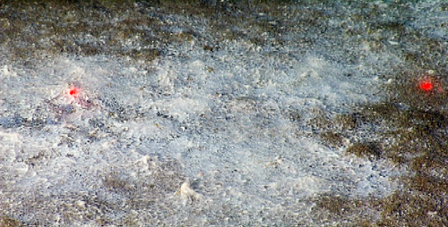 Close-up frame grab of a large, white bacterial mat. The two red dots are lasers shining from the ROV. At 29 centimeters (11.4 inches) apart, these lasers help the scientists scale objects in the video images.