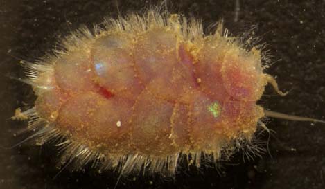 This tiny, one-centimeter-long (0.4-inch) scaleworm, Bathykurila guaymasensis, was originally described from the Guaymas Basin and feeds on bacterial mats. Photo by Greg Rouse.