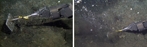 The final step at the site of the gas vent involved scraping away some of the sediments with the “benthic hoe.” As soon as the mud was disturbed, pieces of solid methane hydrate were released and started rising up. As the methane gas traveled through the sediment it created a sort of chimney, which then became lined with the solid hydrate.