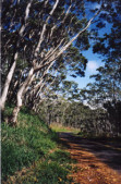 Native koa forest along the road to Kilauea. Photo © 1999 J.B. Paduan
