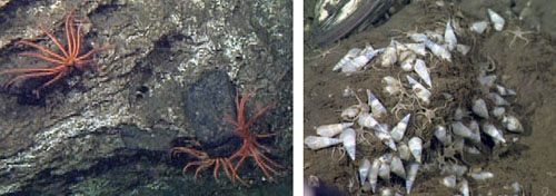 Today’s dive covered a wide diversity of terrain and sea life. Left, brisingid seastars cling to a cliff, and right, an aggregation of gastropods (snails).