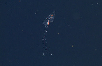 Rebeca Gasca’s target animals today were siphonophores called calycophorans (what makes it a calycophoran?).