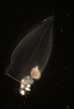 Lensia (a calycophoran siphonophore). Photo taken in the lab by Rebeca Gasca.