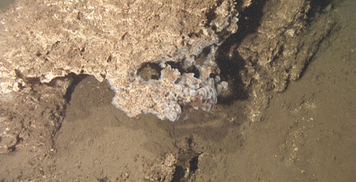 The carbonate in this area formed interesting outcroppings like this one covered with white bacteria.
