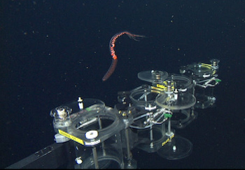 The siphonophore Bargmannia lata was one of the larger animals we collected today with the detritus samplers on the ROV. The ROV pilots need to have a lot of skill and patience to maneuver the vehicle into a position where the animal is inside the acrylic container before quickly shutting the doors. With this method very fragile animals are collected with minimal disturbance.