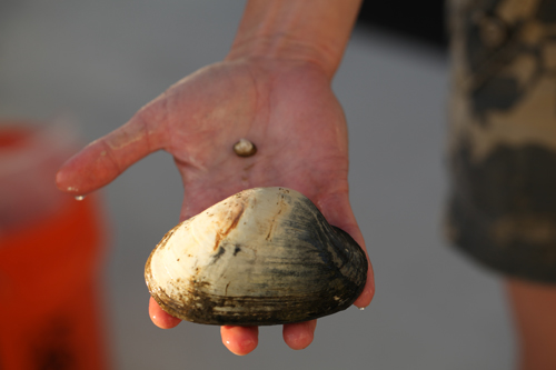 One of the clams that we brought to the surface.