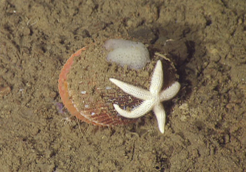 The biologists collected this beautiful Acesta clam on our first dive today. It had a sea star and encrusting sponge on its shell.