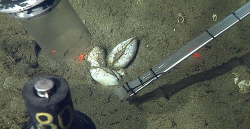 Deep-sea clams with suction sampler (upper left), push core (lower left), and intake for sulfide sampler (thin plastic tube). The red dots are from lasers on the ROV and help us tell how big things are in the videos.