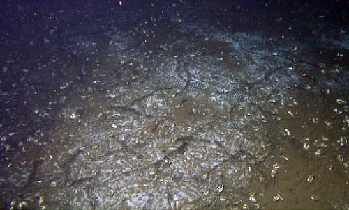 These dark tracks through the white bacterial mat are made by clams moving through the area looking for high concentrations of hydrogen sulfide in the sediment.