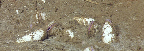 Close-up of cold seep clams with their siphons extended, clustered together on the seafloor.