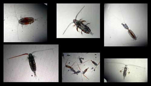 Copepods, tiny crustaceans that are one of the most abundant animals on Earth.