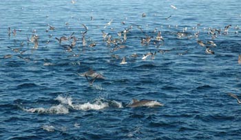 Hundreds of birds arrived to feed when a very large pod of leaping dolphins surrounded bait fish just under the surface of the water this morning.
