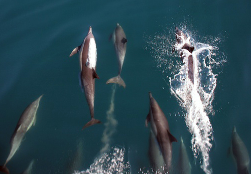 A number of dolphins swimming in our bow wave provided the in-transit entertainment this morning.