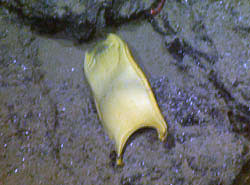 The seamount we visited in the morning was littered with egg cases, probably from sharks. Unfortunately, we did not see any sharks on this dive.