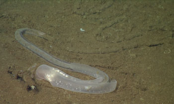 We also saw this odd enteropneust. MBARI researchers recently published a paper on these unusual animals that are genetically more like humans than the worms they resemble.