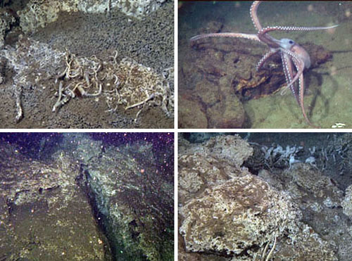 A few of the other sights found at a depth of about 1,570 meters (5,150 feet) in the Gulf of California. Clockwise from top left: tube worms, a benthoctopus putting on a little dance for the science visitors, carbonate mounds, and large rock formations.
