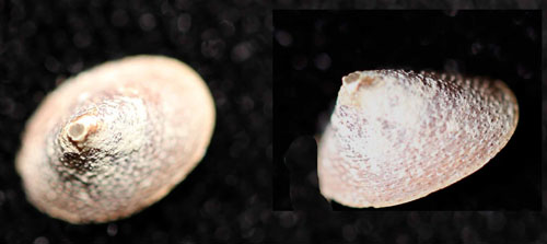 This limpet was attached to one of the rocks collected by the geologists on board. The biologists were happy to find this by-catch.