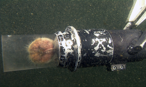 A heart urchin inside the suction sampler. The majority of these animals remain burrowed under the sediment and out of sight.